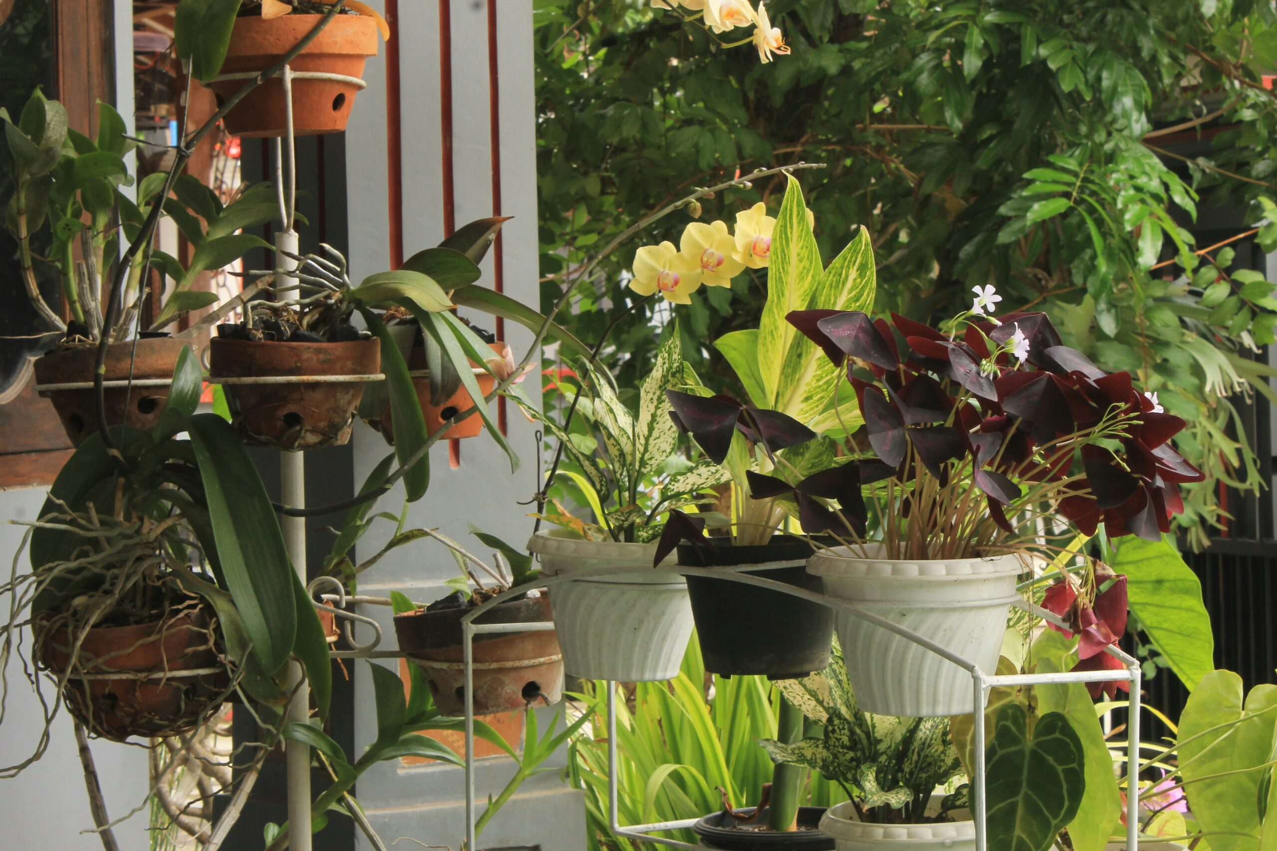 Cluster of colourful potted herbs and flowers arranged outside a small storefront, with a watering can nestled among the pots.